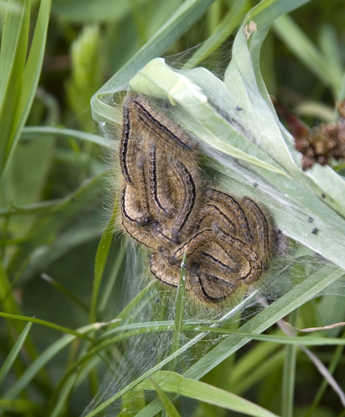 Eichenprozessionsspinner im Nest