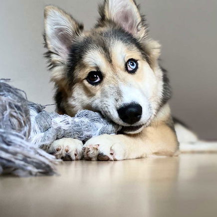 Mit Hund in die Kita – ob das sinnvoll ist und wie es funktioniert